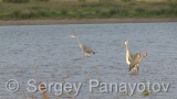 Video of Grey Heron - Grey Heron hunting fish in the lake